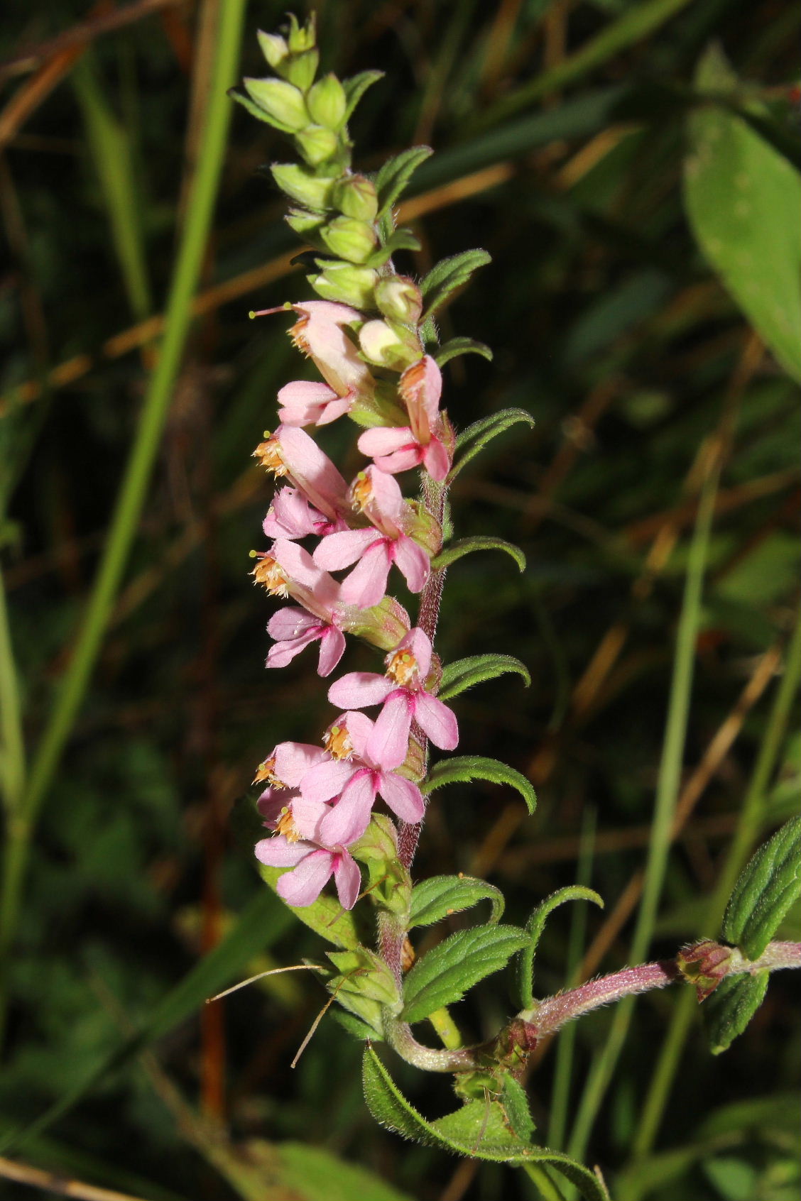 Odontites vulgaris